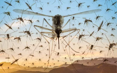 Effective Mosquito Control – Methods, Timing, and Experts